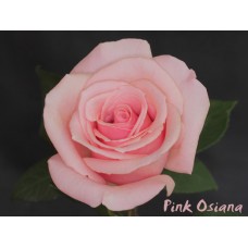 Roses - Pink Osiana